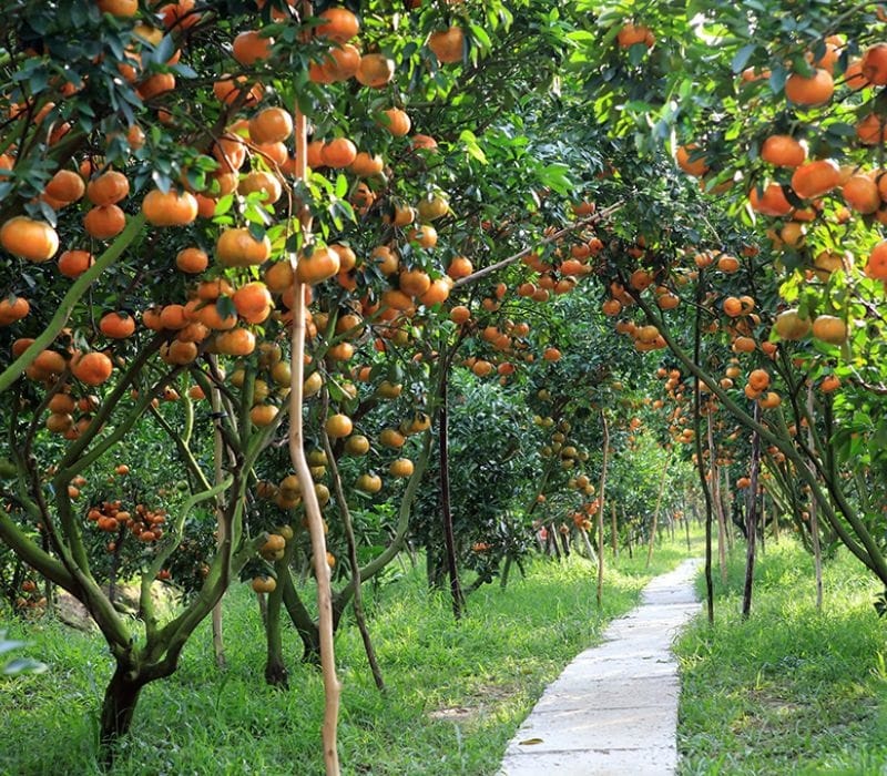 Thuê Xe Cần Thơ Đi Vĩnh Long 