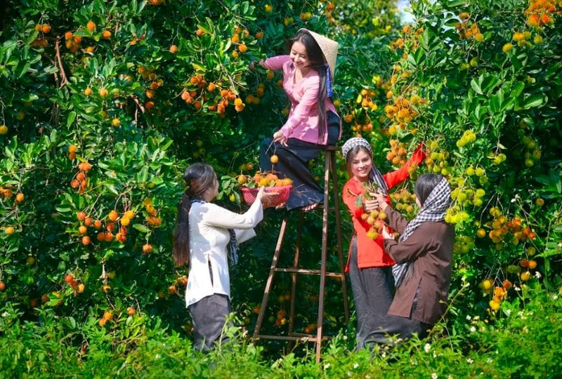 Thuê Xe Cần Thơ Đi Bến Tre Tham Quan Cù Lao